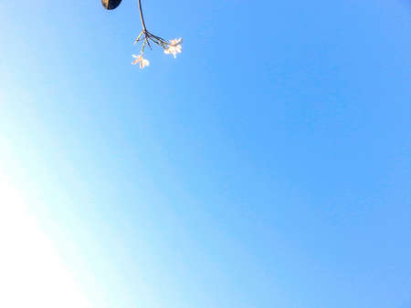 Flower on clear blue skyの素材
