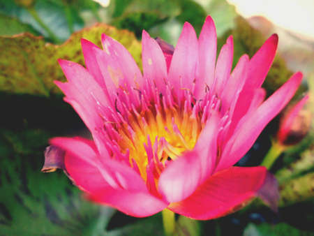 Pink water lily, Lotus on green leaves.の素材