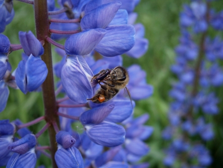 Bee sucking nectar, detail tongueの写真素材