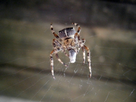 Spider eating fly, the first to be impregnated acid and then suckの写真素材