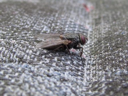 Detail fly sitting on a gray background