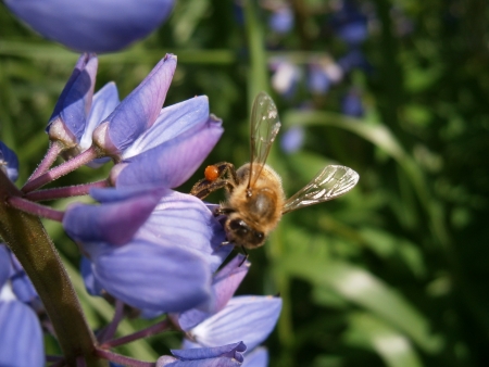 A bee pollinating a flowerの写真素材