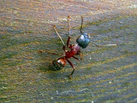 Ant sitting on a wooden boardの写真素材
