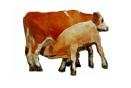 Cow gives milk to drink the calf on the farm isolatedの写真素材