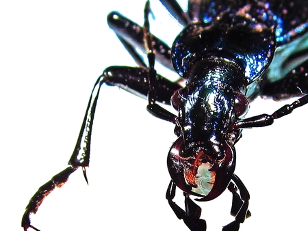 Beetle isolatedの写真素材