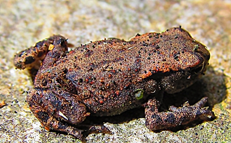 Detail frogs, toads in a forest on needlesの写真素材