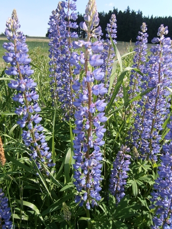 Landscape with many blue flowers and treesの写真素材