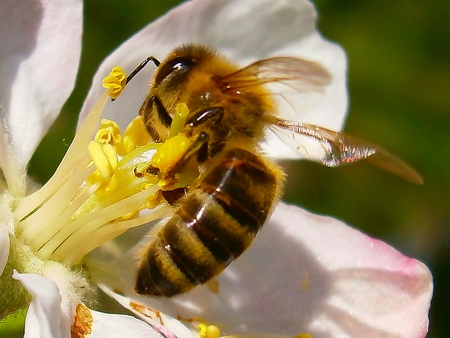 A bee pollinates the flowers of apple tree on a beautiful spring dayの写真素材