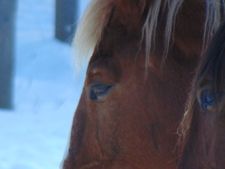Horses shooting in snow, in winter weather on the snowy meadowの写真素材