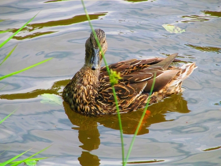Duck on pond, portret wildlife duckの写真素材