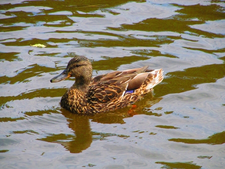 Duck on pond, portret wildlife duckの写真素材