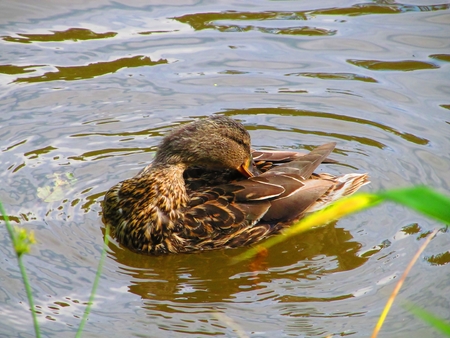 Duck on pond, portret wildlife duckの写真素材