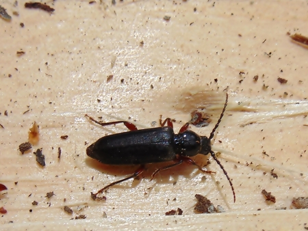 Detail beetle crawling in natureの写真素材