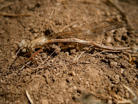 Dragonfly Detailed study, very famous insectの写真素材
