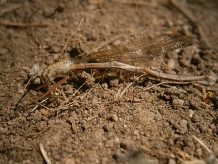 Dragonfly Detailed study, very famous insectの写真素材