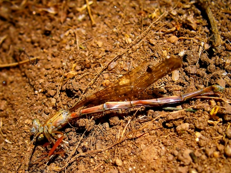 Dragonfly Detailed study, very famous insectの写真素材