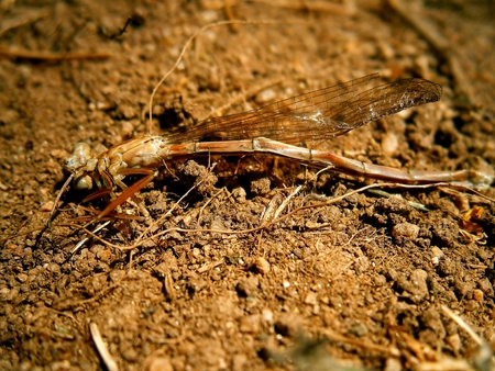 Dragonfly Detailed study, very famous insectの写真素材