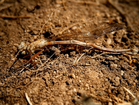 Dragonfly Detailed study, very famous insectの写真素材