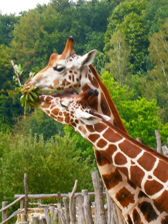 giraffesの写真素材