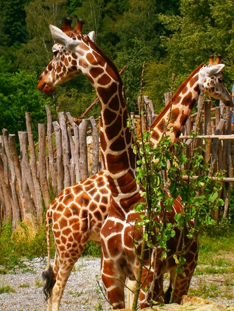giraffesの写真素材