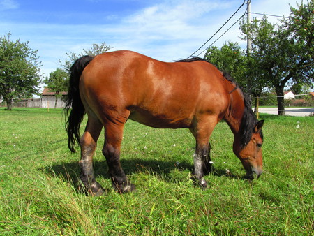 Farm animal brown horse on pastureの写真素材
