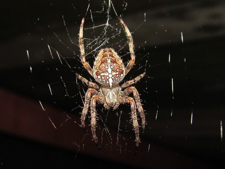 Spider "Crusader" he spiderwebの写真素材