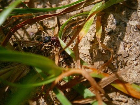 red ant Formica rufa in the grassの写真素材