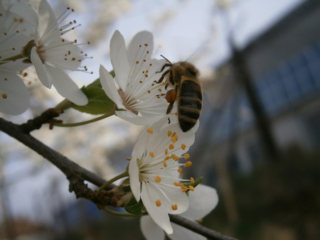 Bee pollinates a flower in springの写真素材