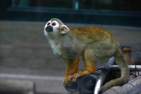 little monkey Looking at the sky