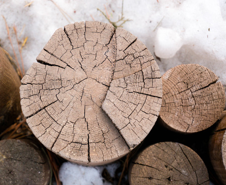 tree rings,in winter snow