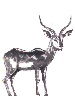 the antelope painting on paperの写真素材