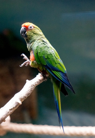 a green Parrot,on the treeの写真素材