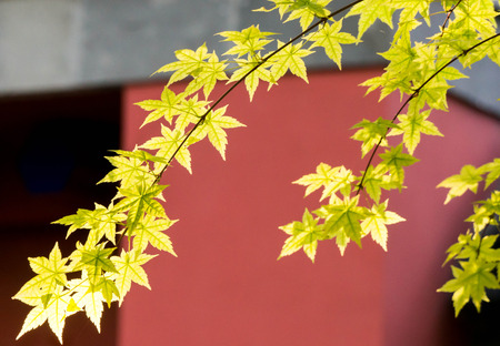 tree leaves, in the garden