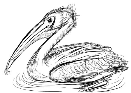hand draw bird Pelecanidae cg paintingの写真素材