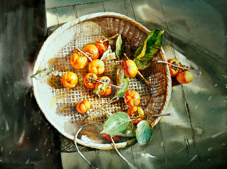watercolor painting persimmon hand drawn , on paperの写真素材