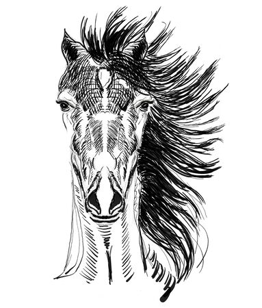horse head hand drawn illustration,art design,wall inspirationの写真素材