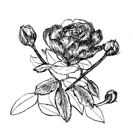 flower hand drawn illustration,art design,wall inspirationの写真素材