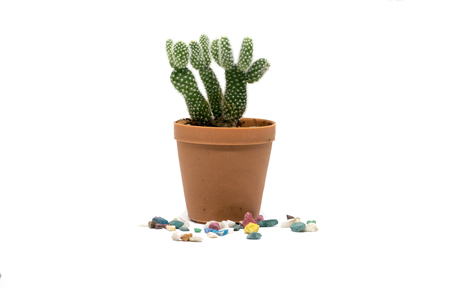 Small cactus in a pot. White backgroundの写真素材