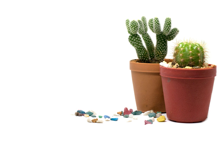 Small cactus in a pot. White backgroundの写真素材