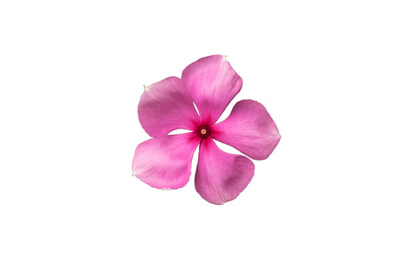 Roseus isolated on white backgroundの写真素材