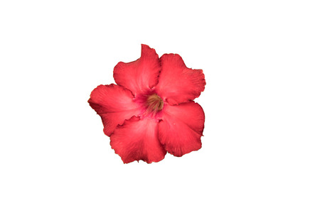 Red Hibiscus isolated on white backgroundの写真素材