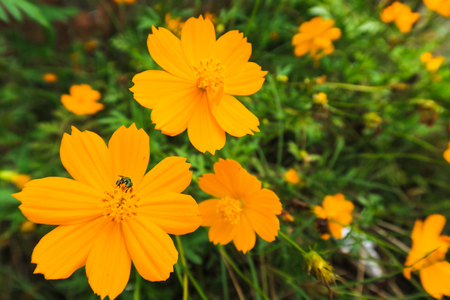Close up Yellow Flower on green grass backgroundの写真素材