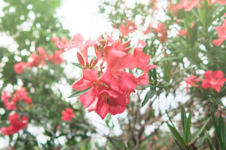 Closr-Up Red Flower on Backgroundの写真素材