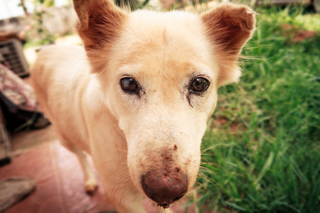 Close up brown thai dogの写真素材