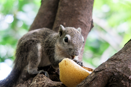 Squirrels eat a fruit on treeの写真素材