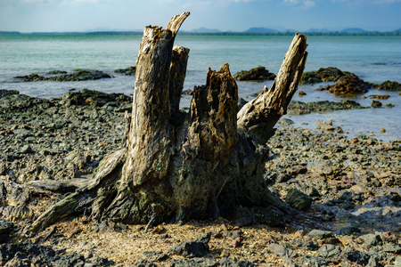 The stump on the sandstoneの写真素材