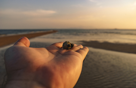 Hand on Shell,Sea and Sand Backgroundの写真素材