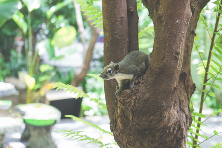 Squirrels eat a fruit on treeの写真素材