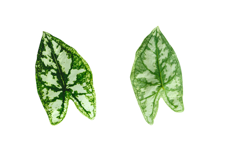 Leafs isolated on white backgroundの写真素材