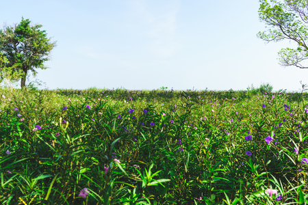 Outdoor tree on sky backgroundの写真素材